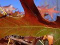 Autumn leaves, University of New England IMGP8861